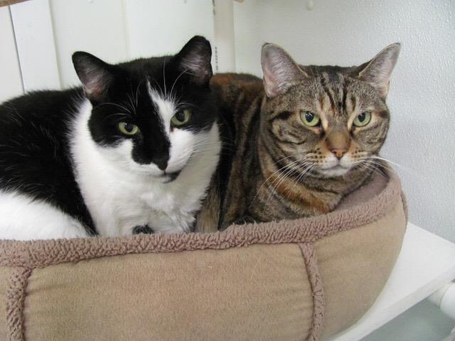 Maggie, an adoptable Domestic Short Hair in Cumberland, ME, 04021 | Photo Image 2