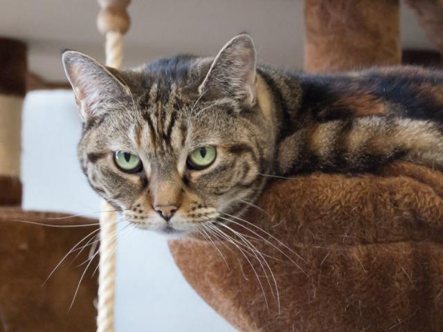 Maggie, an adoptable Domestic Short Hair in Cumberland, ME, 04021 | Photo Image 3