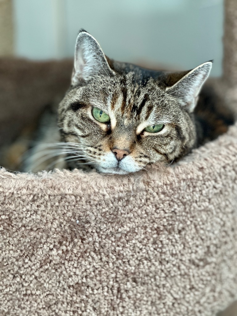 Maggie, an adoptable Domestic Short Hair in Cumberland, ME, 04021 | Photo Image 4