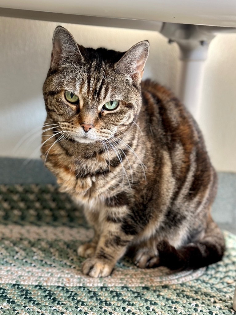 Maggie, an adoptable Domestic Short Hair in Cumberland, ME, 04021 | Photo Image 5