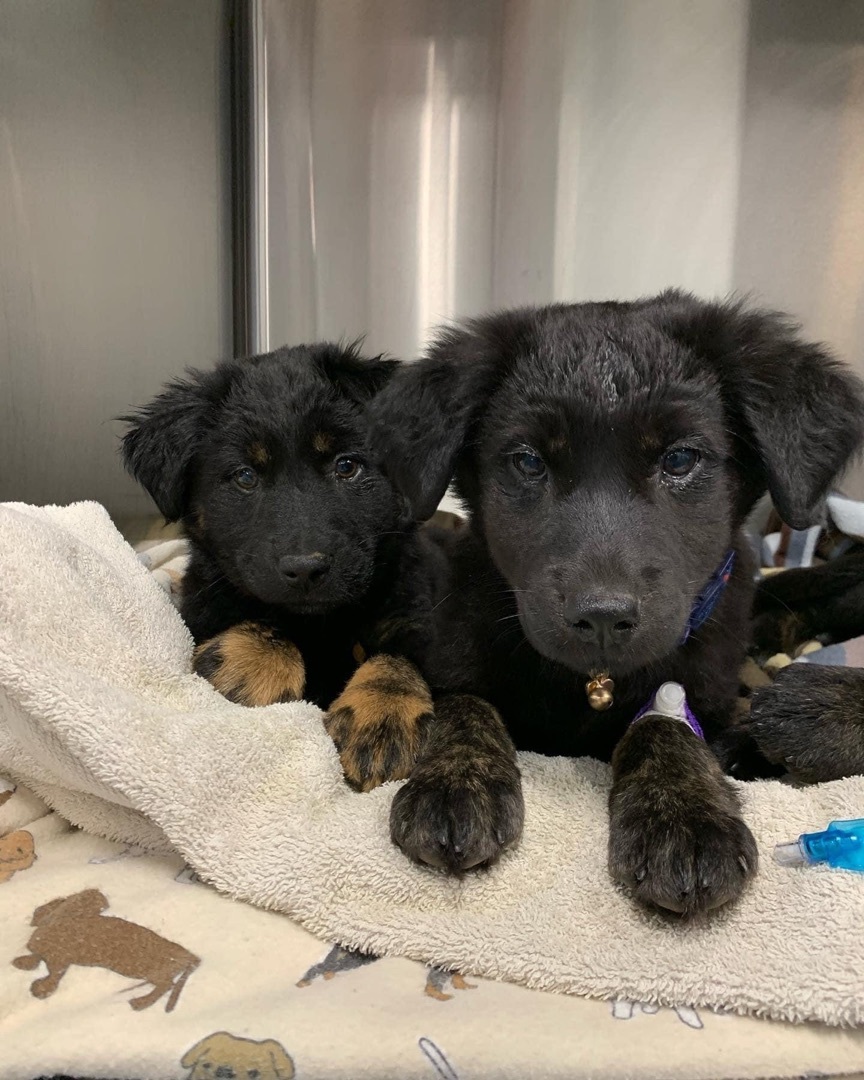 Shepherd puppies