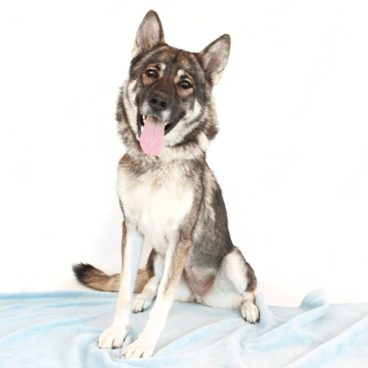 Wiley, an adoptable Shepherd & Husky Mix in Clovis, CA_image-1