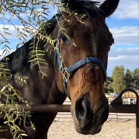 Joe, an adoptable Quarterhorse in Las Vegas, NV_image-1
