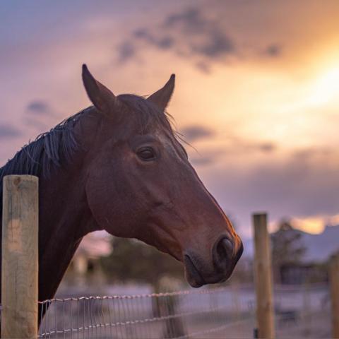 Joe, an adoptable Quarterhorse in Las Vegas, NV_image-3