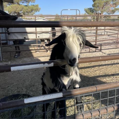 Billy, an adoptable Goat in Las Vegas, NV_image-1