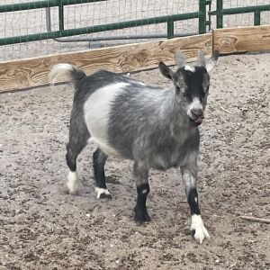 Bobby, Adult Male Goat