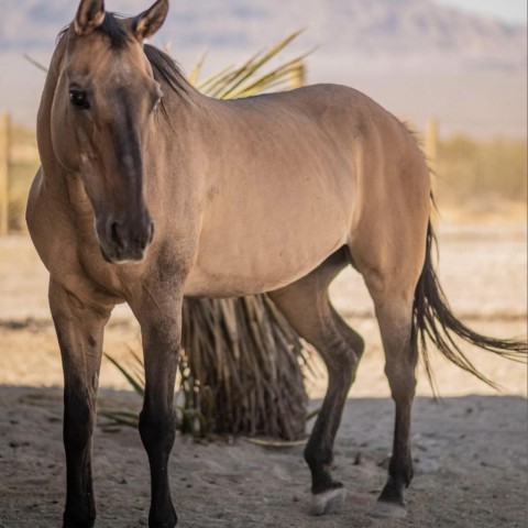 Winnie, an adoptable Quarterhorse in Las Vegas, NV_image-1