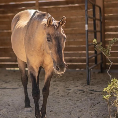 Winnie, an adoptable Quarterhorse in Las Vegas, NV_image-3