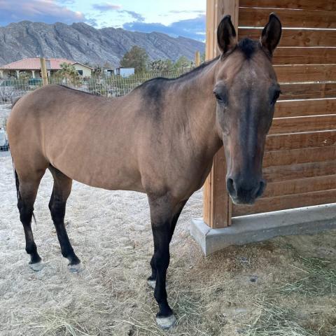 Winnie, an adoptable Quarterhorse in Las Vegas, NV_image-4