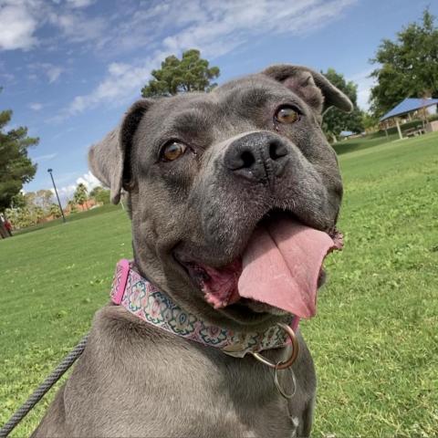 Eloise, an adoptable Pit Bull Terrier in Las Vegas, NV, 89146 | Photo Image 1