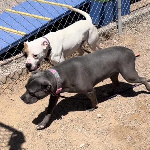 Eloise, an adoptable Pit Bull Terrier in Las Vegas, NV, 89146 | Photo Image 2
