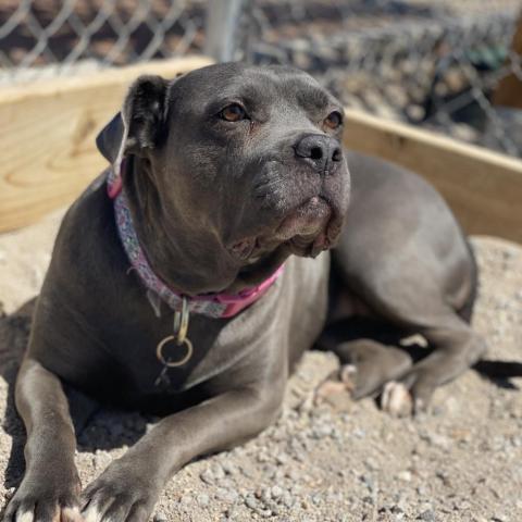 Eloise, an adoptable Pit Bull Terrier in Las Vegas, NV, 89146 | Photo Image 3