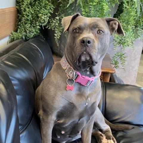 Eloise, an adoptable Pit Bull Terrier in Las Vegas, NV, 89146 | Photo Image 4