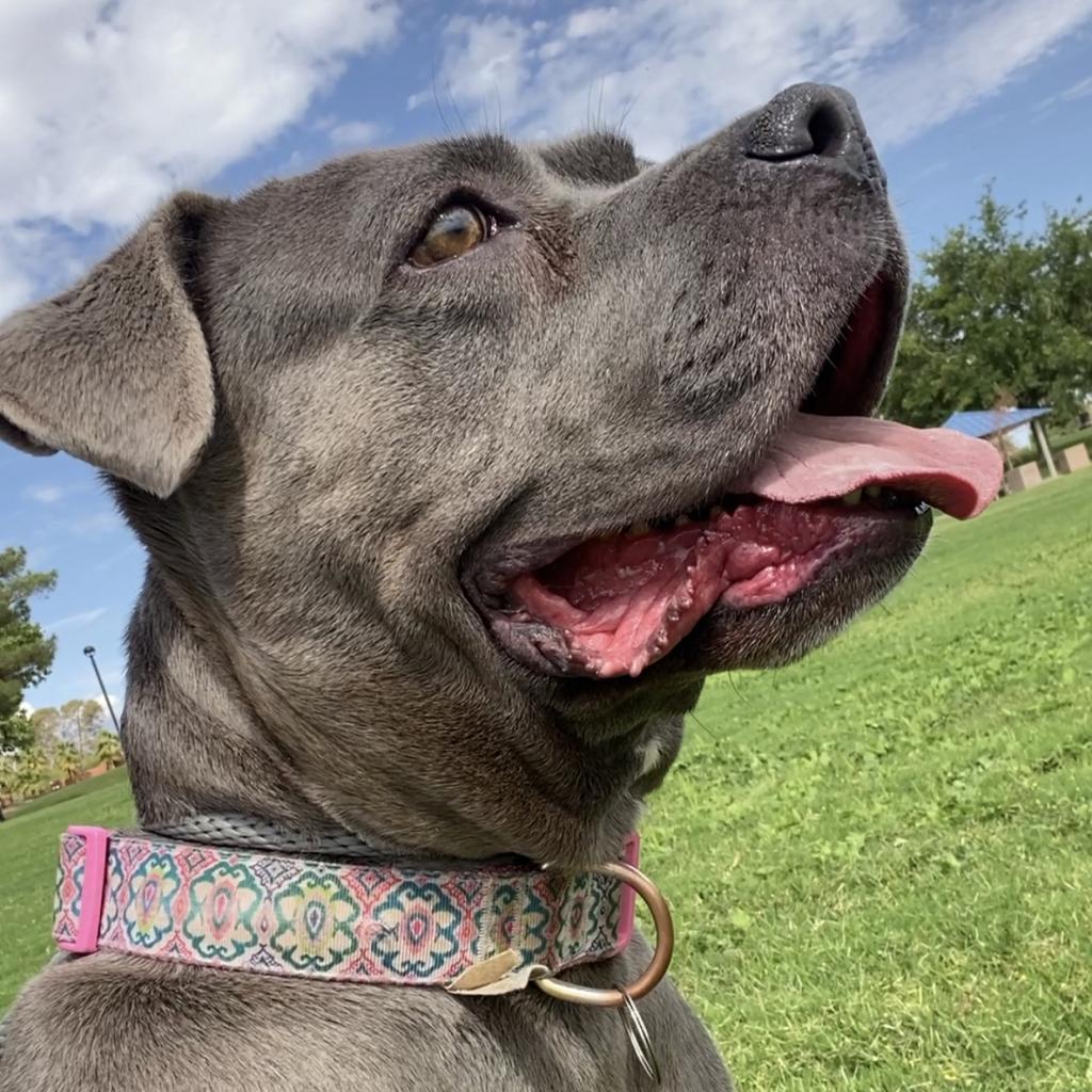 Eloise, an adoptable Pit Bull Terrier in Las Vegas, NV, 89146 | Photo Image 5