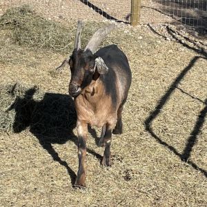 Ansel, Adult Male Goat