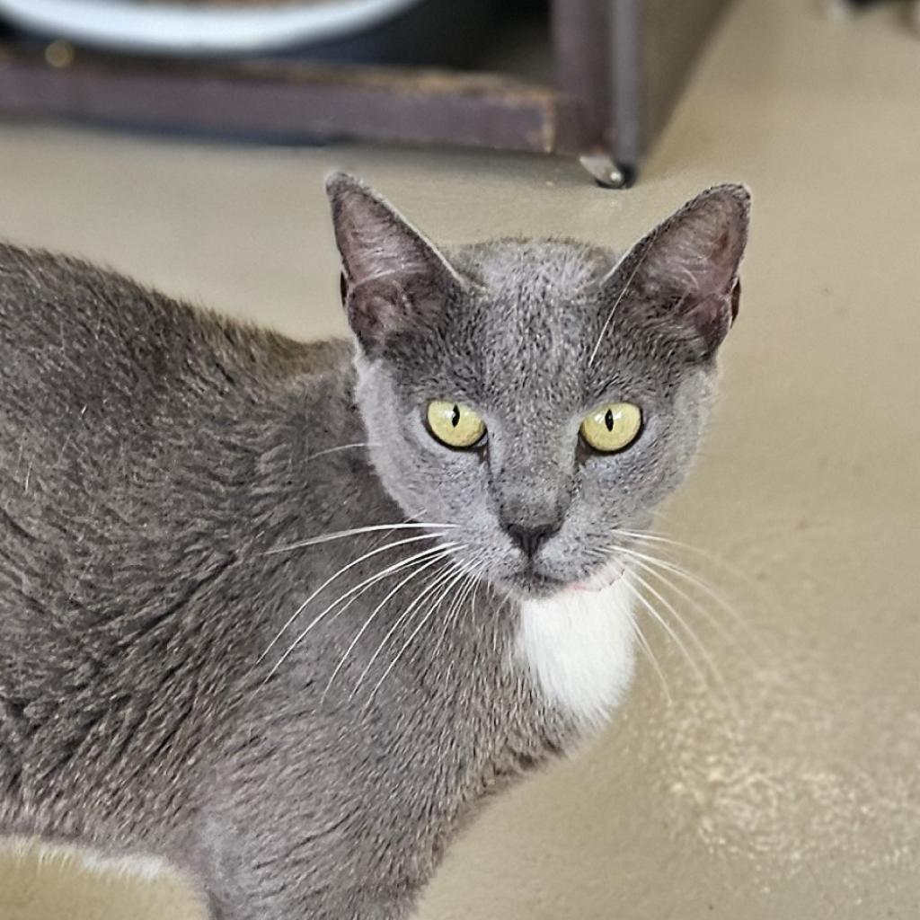Lilly, an adoptable Domestic Short Hair in Leesburg, FL, 34788 | Photo Image 1