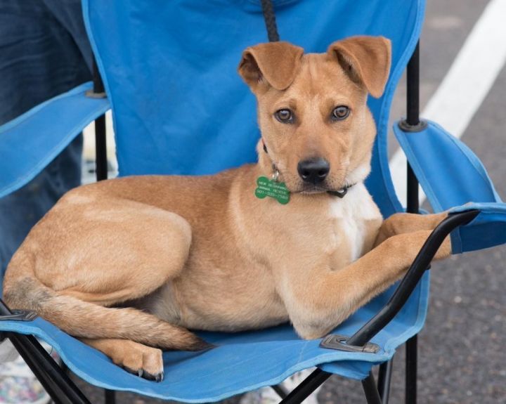 Dog for adoption - Snapper, a Carolina Dog Mix in Tarrytown, NY | Petfinder