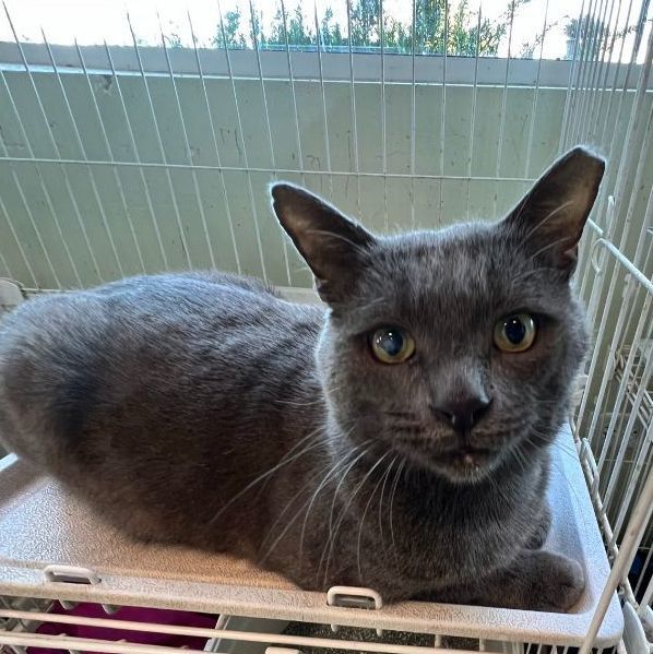 Gray cats sales for adoption