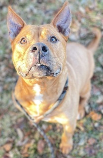 Major, an adoptable American Bulldog, Mixed Breed in Cassopolis, MI, 49031 | Photo Image 1
