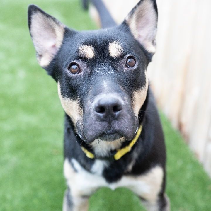 Frank, an adoptable Shepherd Mix in Naperville, IL_image-5