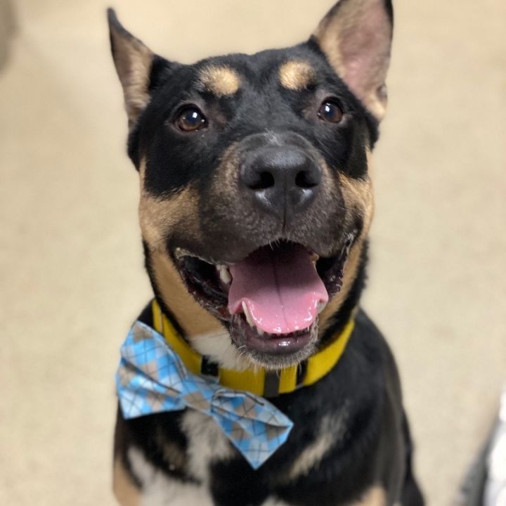Frank, an adoptable Shepherd Mix in Naperville, IL_image-1