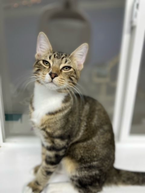 PABLO, an adoptable Tabby & Domestic Short Hair Mix in Tyler, TX_image-1