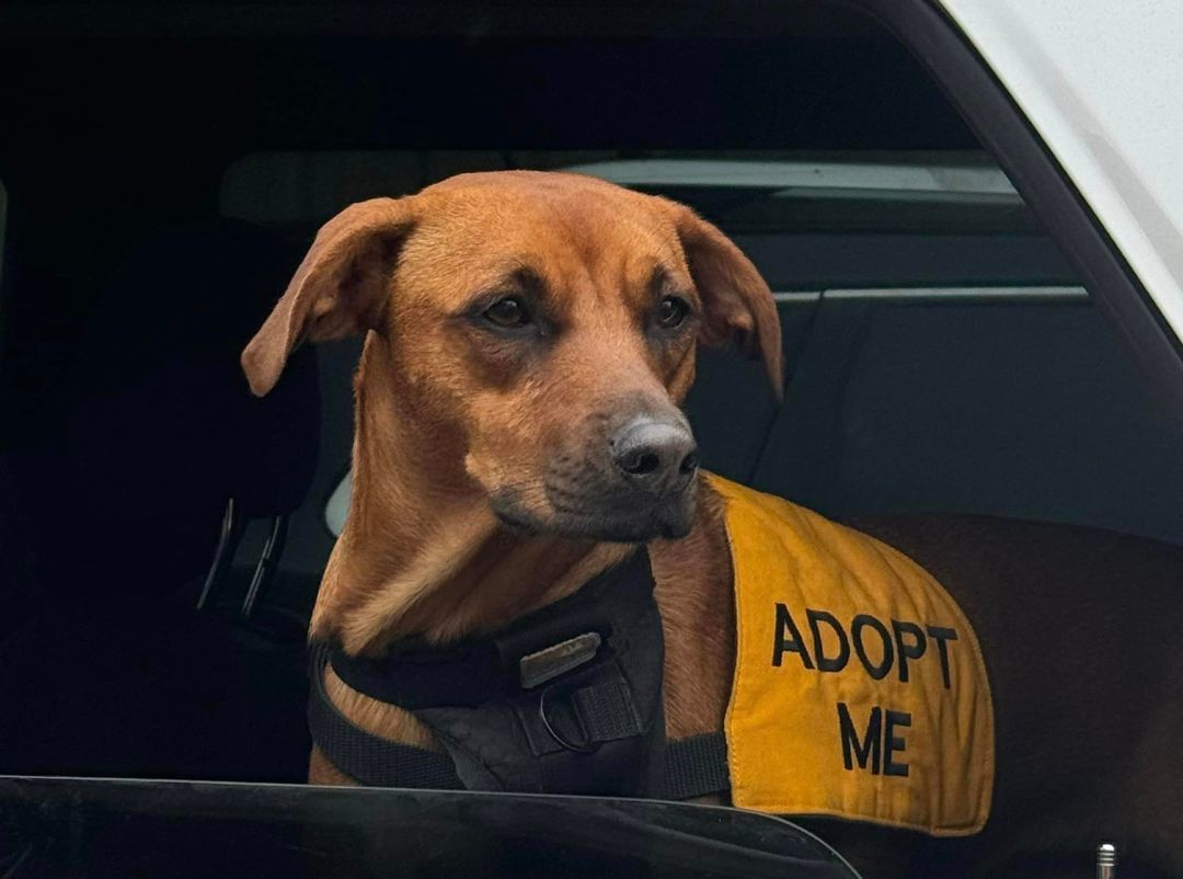 Bonnie, an adoptable Labrador Retriever in Navarre, FL, 32566 | Photo Image 1