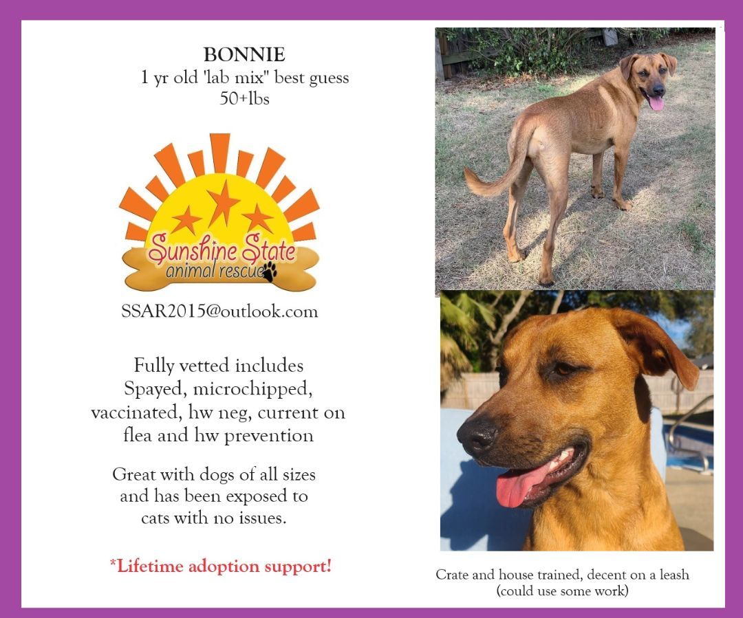 Bonnie, an adoptable Labrador Retriever in Navarre, FL, 32566 | Photo Image 2