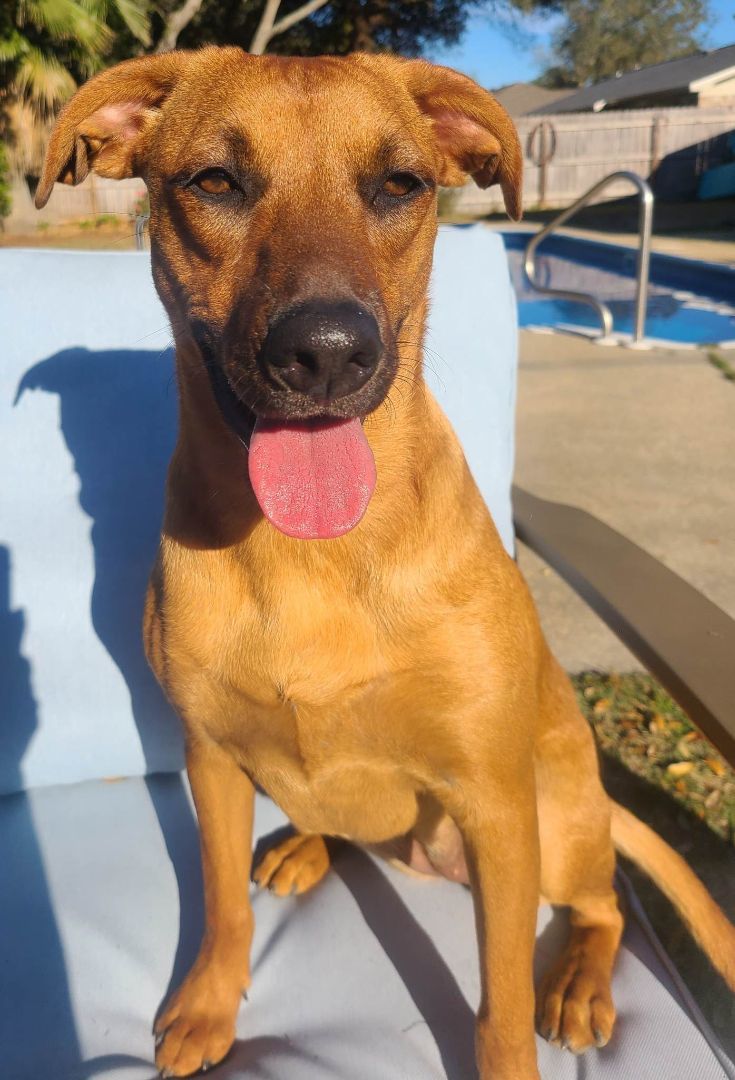 Bonnie, an adoptable Labrador Retriever in Navarre, FL, 32566 | Photo Image 4