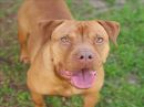 DIXIE's profile on Petfinder.com