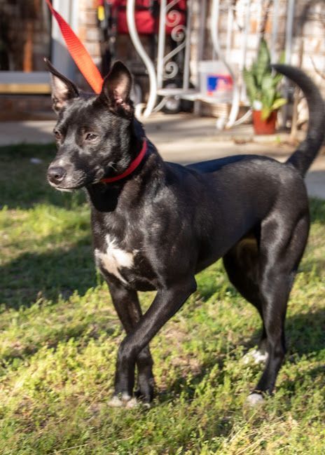 Dixxie, an adoptable Labrador Retriever, Feist in Navarre, FL, 32566 | Photo Image 2