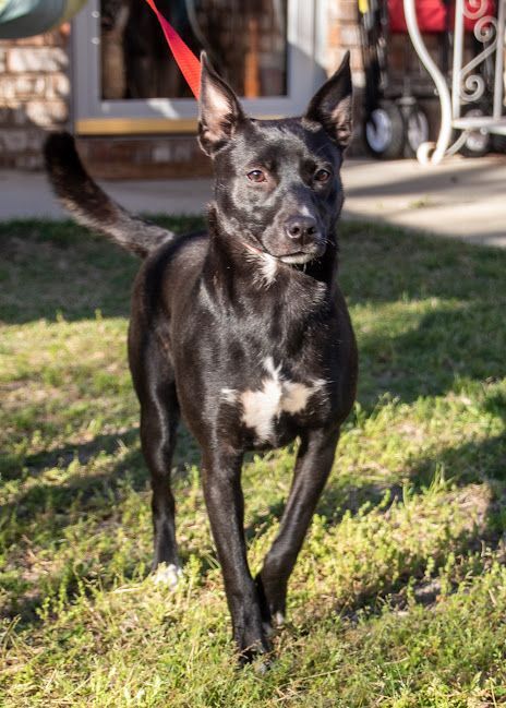 Dog for adoption Dixxie, a Black Labrador Retriever & Chihuahua Mix
