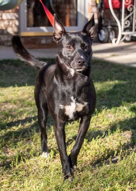 Dixxie, an adoptable Labrador Retriever, Feist in Navarre, FL, 32566 | Photo Image 3