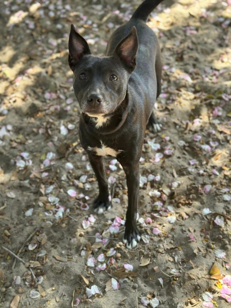 Dixxie, an adoptable Labrador Retriever, Feist in Navarre, FL, 32566 | Photo Image 4