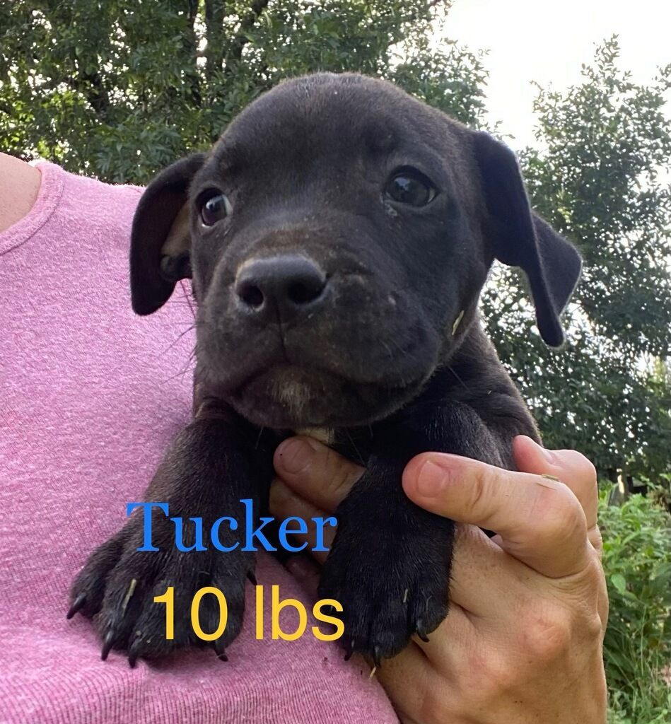 Tucker