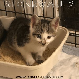 Stonewall 2