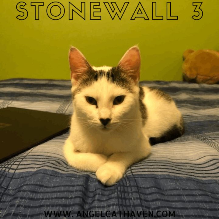 Stonewall 3 1