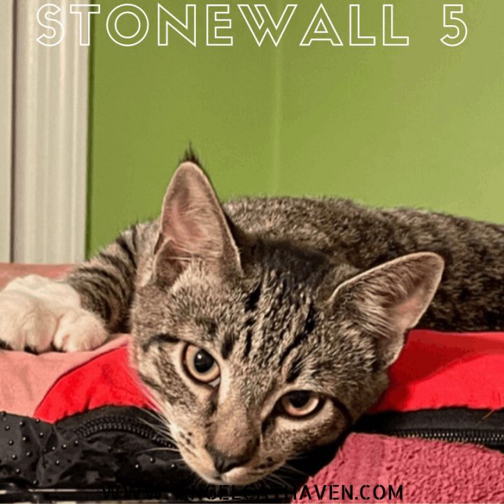 Stonewall 5, an adopted Tiger in Plainville, MA_image-1