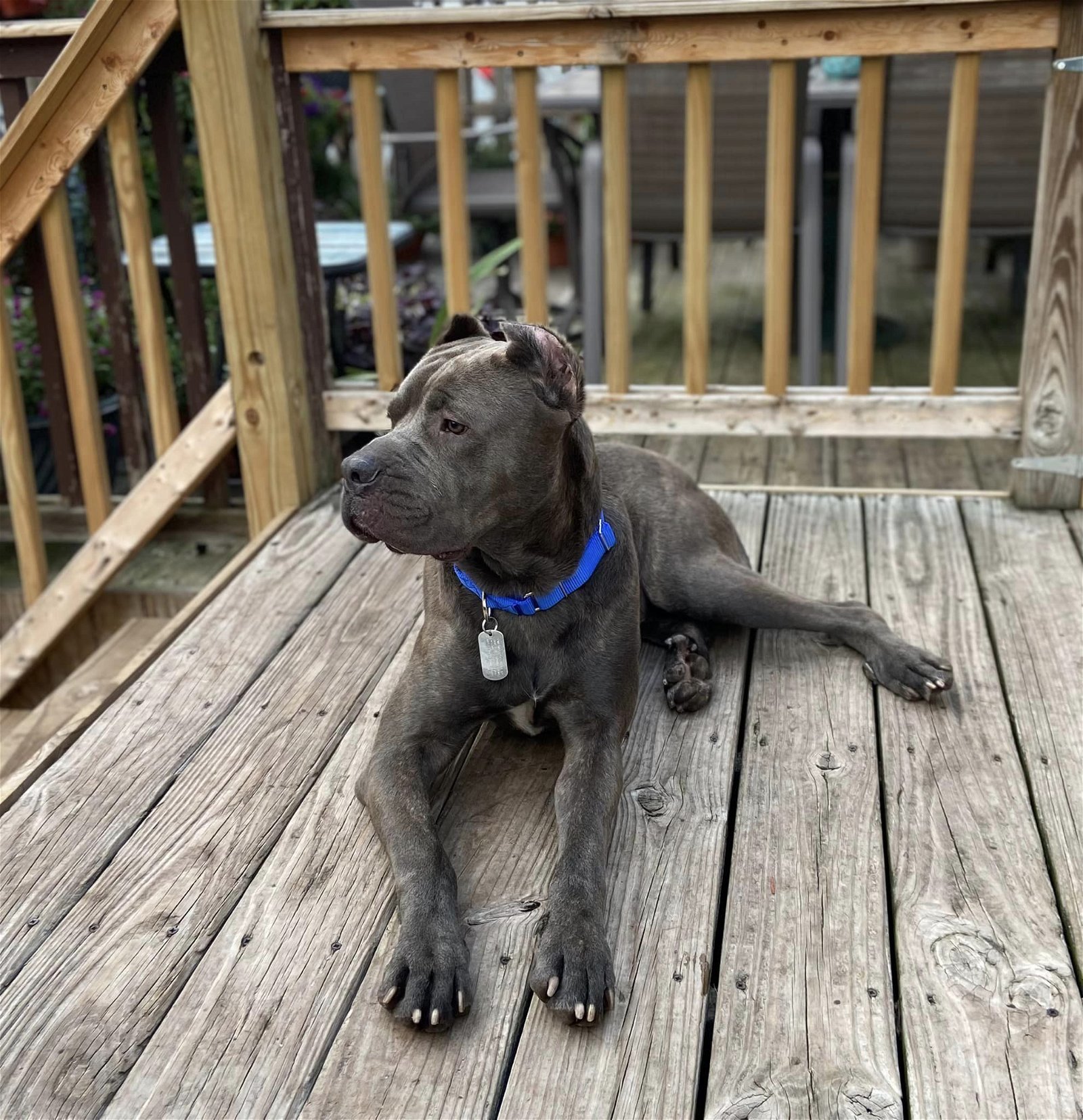 Enzo, an adoptable Cane Corso, Mastiff in Belleville, MI, 48111 | Photo Image 2