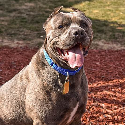 Dog for adoption - Dogo girls (Brava, Bonnie, Bella), a Dogo Argentino in  Belleville, MI