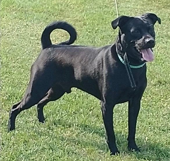 Labrador mixed 2024 with pug