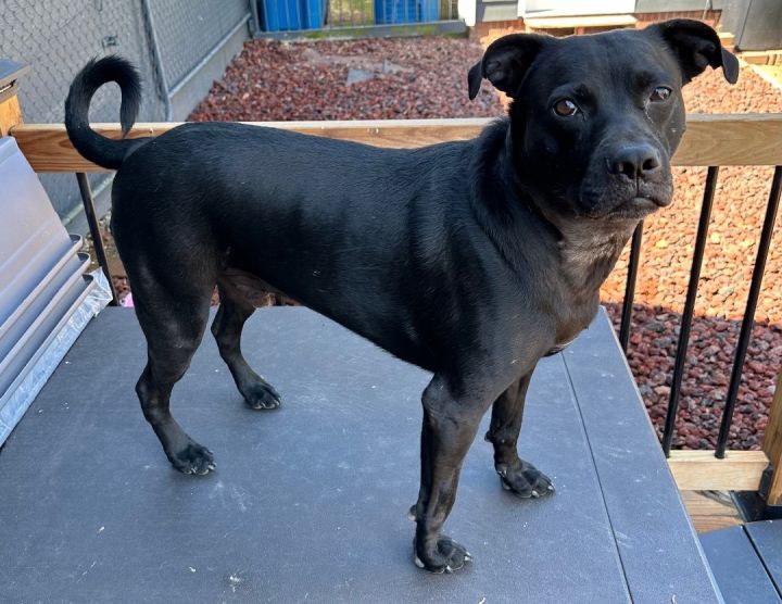 Labrador mixed with store pug