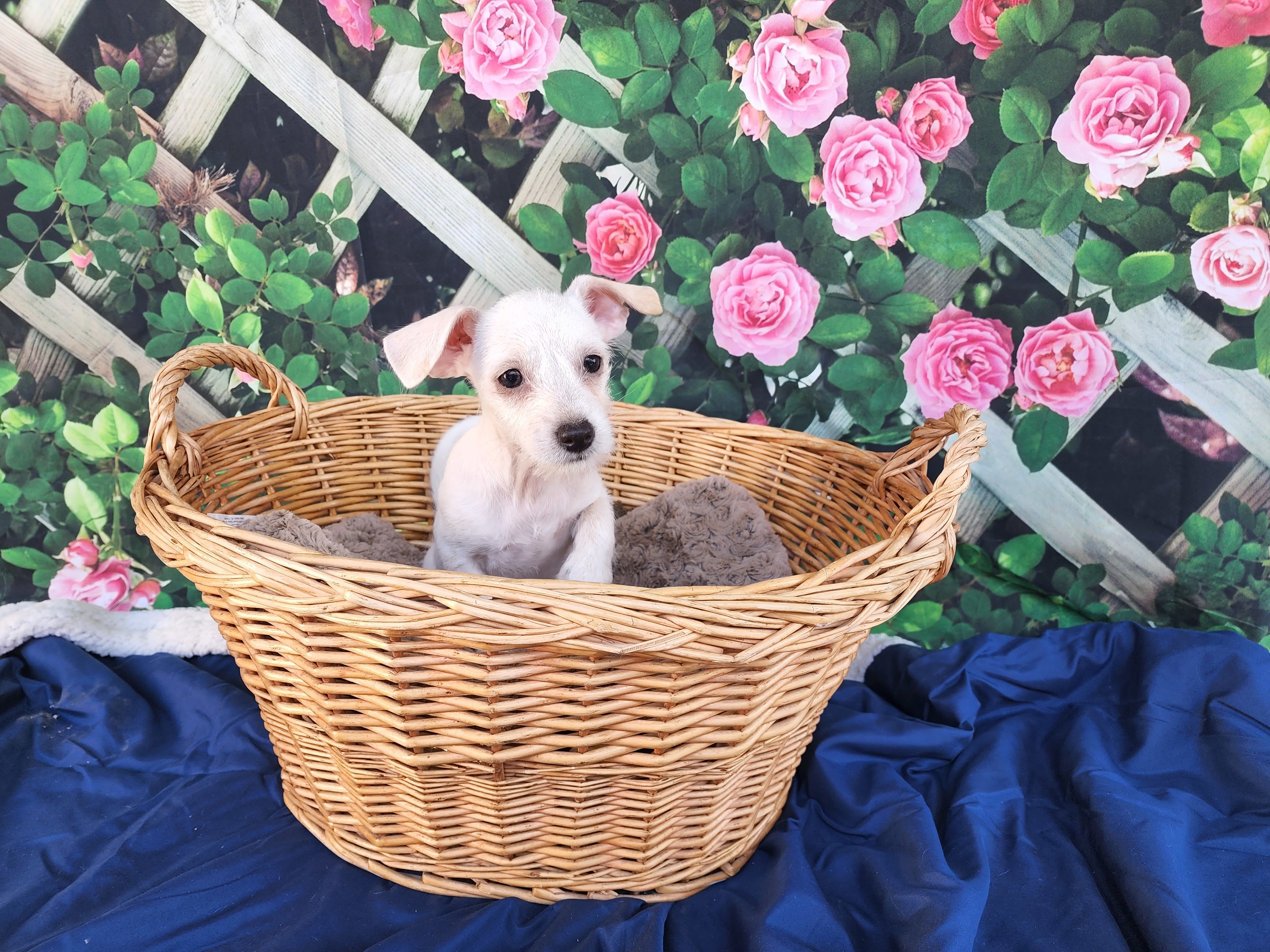 Rio, an adoptable Chihuahua in Devine, TX, 78016 | Photo Image 3