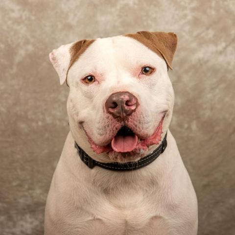 Apollo, an adoptable Mixed Breed in Cincinnati, OH, 45247 | Photo Image 1