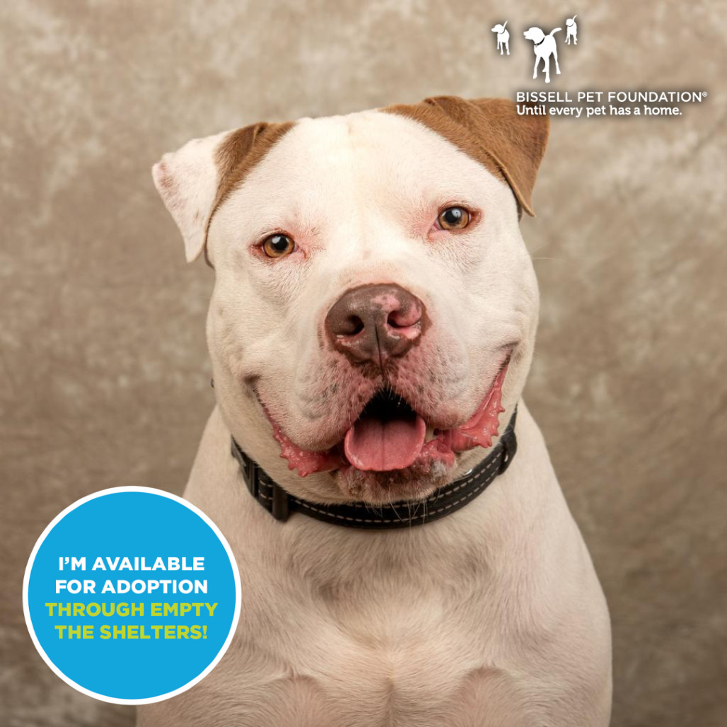 Apollo, an adoptable Mixed Breed in Cincinnati, OH, 45247 | Photo Image 1