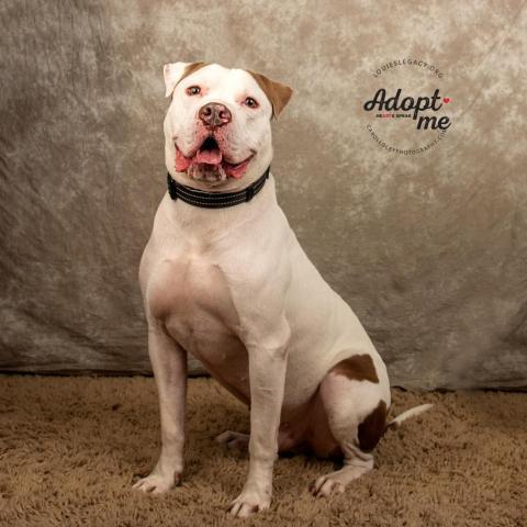 Apollo, an adoptable Mixed Breed in Cincinnati, OH, 45247 | Photo Image 2