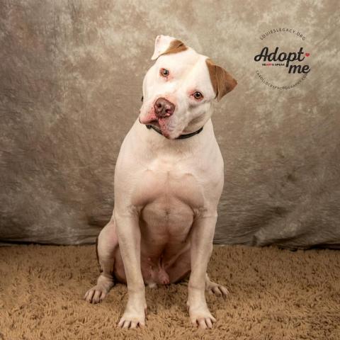 Apollo, an adoptable Mixed Breed in Cincinnati, OH, 45247 | Photo Image 2