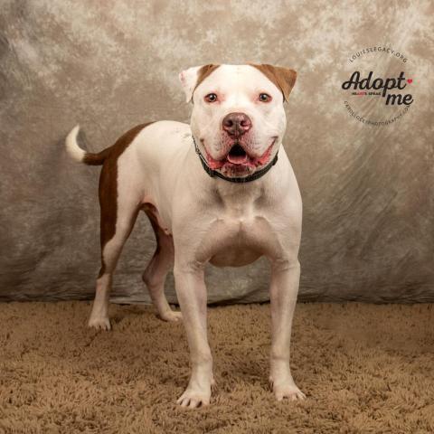 Apollo, an adoptable Mixed Breed in Cincinnati, OH, 45247 | Photo Image 2