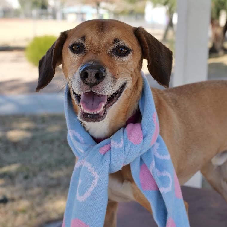 Leo, an adoptable Beagle in Las Vegas, NV, 89103 | Photo Image 1