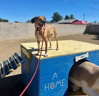 Leo, an adoptable Beagle in Las Vegas, NV, 89103 | Photo Image 3